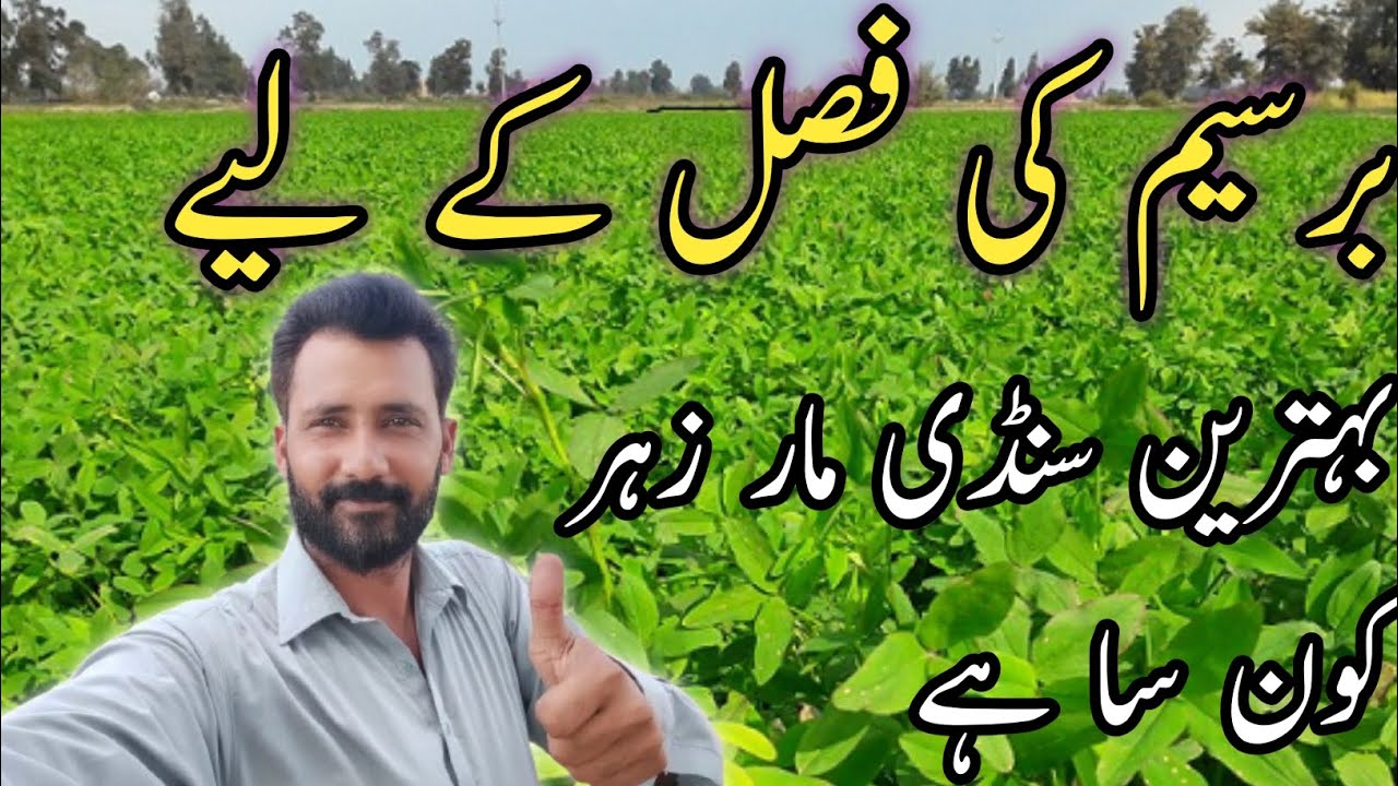 Which is best pesticide spray for Berseem || Hussnain official 007