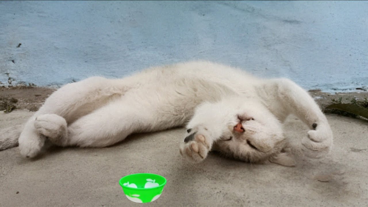 Lazy Cat Gentle Relaxing and Soft Purring after Food 