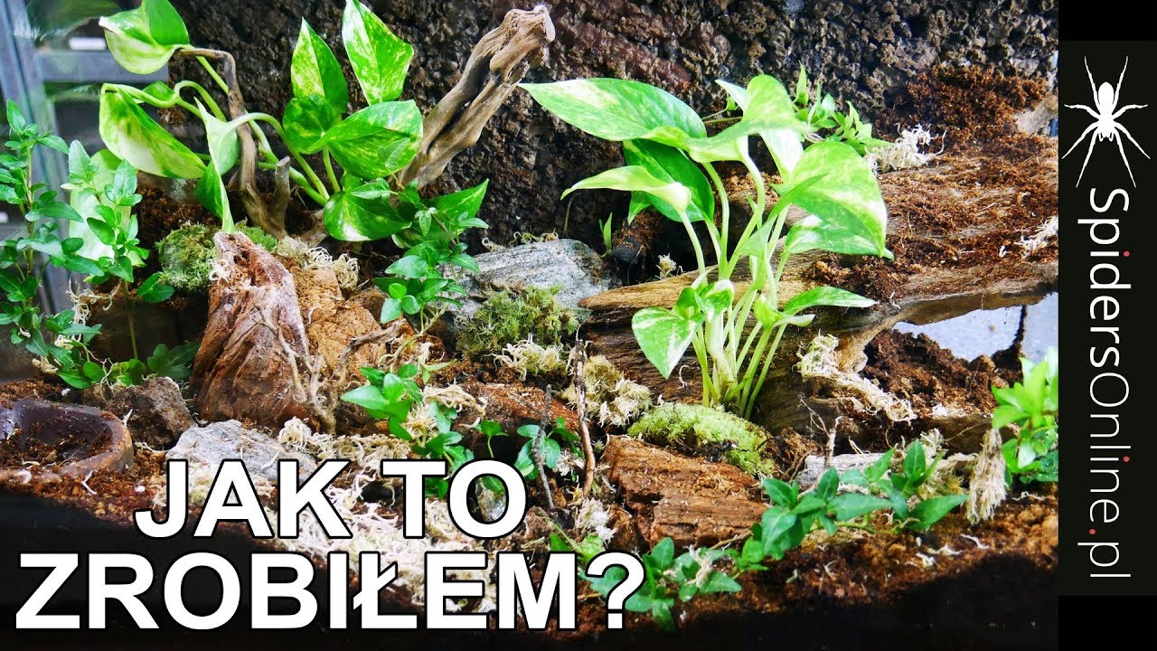 NAJŁADNIEJSZE TERRARIUM DLA PTASZNIKA - jak je zrobić? - spidersonline.pl