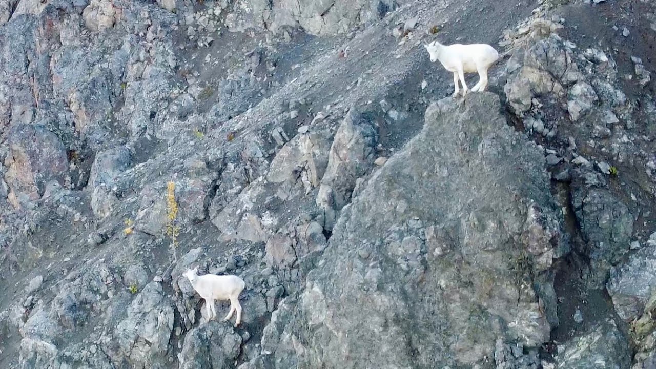 Dall Sheep in their Mountain Homes 🏔️ 