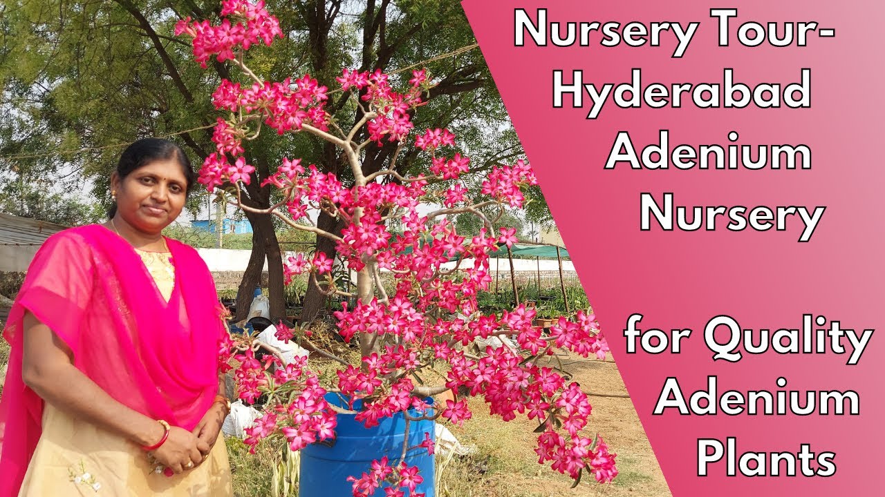 #Nursery Tour - Hyderabad #Adenium Nursery for Quality Adenium Plants || Vana's #desertrose #మిద్దె
