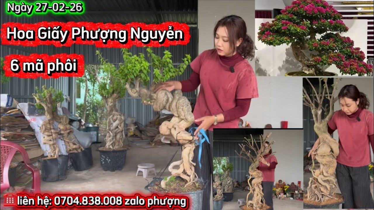Phôi hoa giấy mỹ đế cao to đẹp quấn lắc VIP giao lưu 