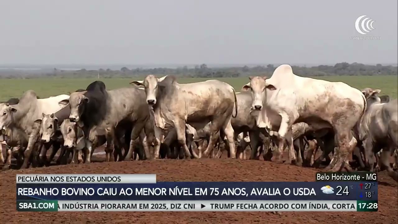 Arroba em alta e oferta restrita marcam início positivo para a pecuária de 2026
