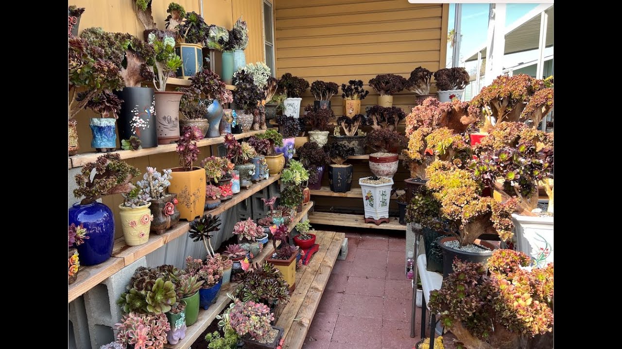 New Korean Succulents for sale, Sen da Han Quoc ban hang moi ve
