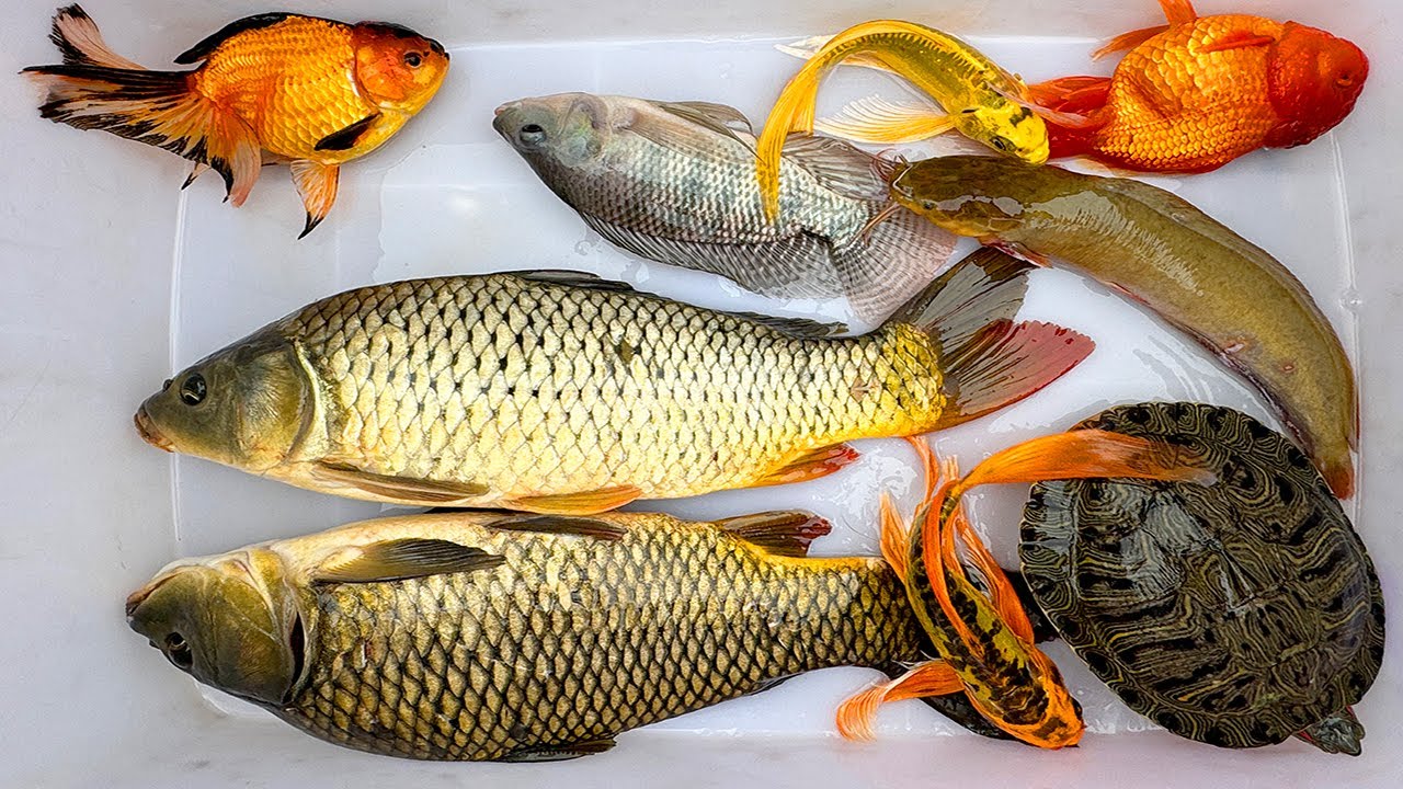 Kem Chanel lái công nông bắt cá trong chum có cá chép, cá rô, axolotl, cá vàng, con cua, cá molly