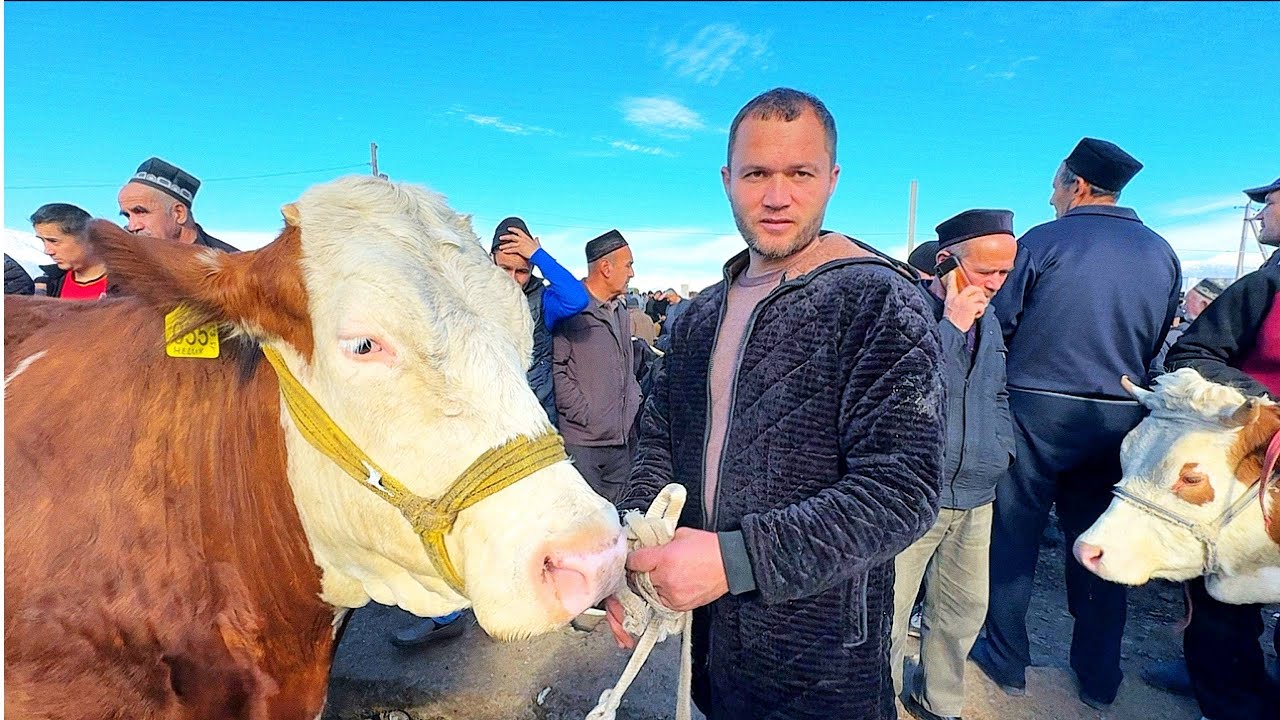 БРЗОРДА СОҒИН СИГИР НАРХЛАРИ 