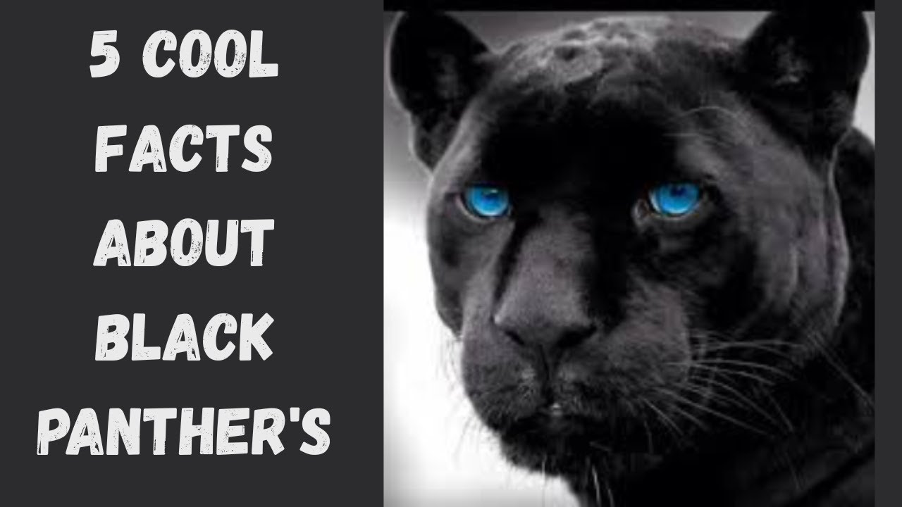 5 Cool Panther Facts!