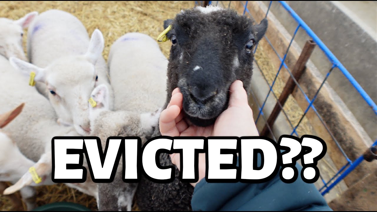 These lambs need OUT!! ~ bottle baby dilemma, weather issues & starting ADVENT calendars in MAY??