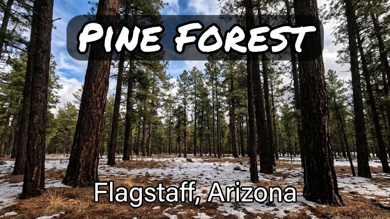 Ponderosa Pines HIKE at 8k Elevation in Northern Arizona 