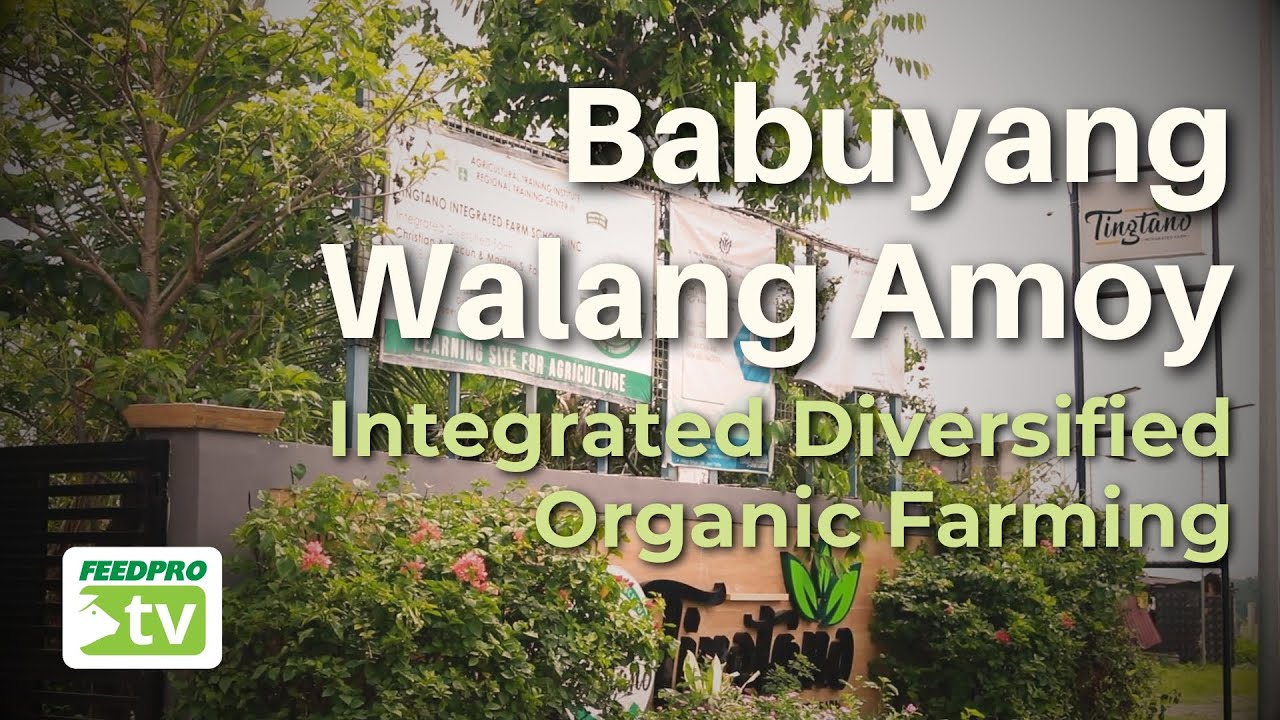 Babuyang Walang Amoy : Integrated Diversified Organic Farming
