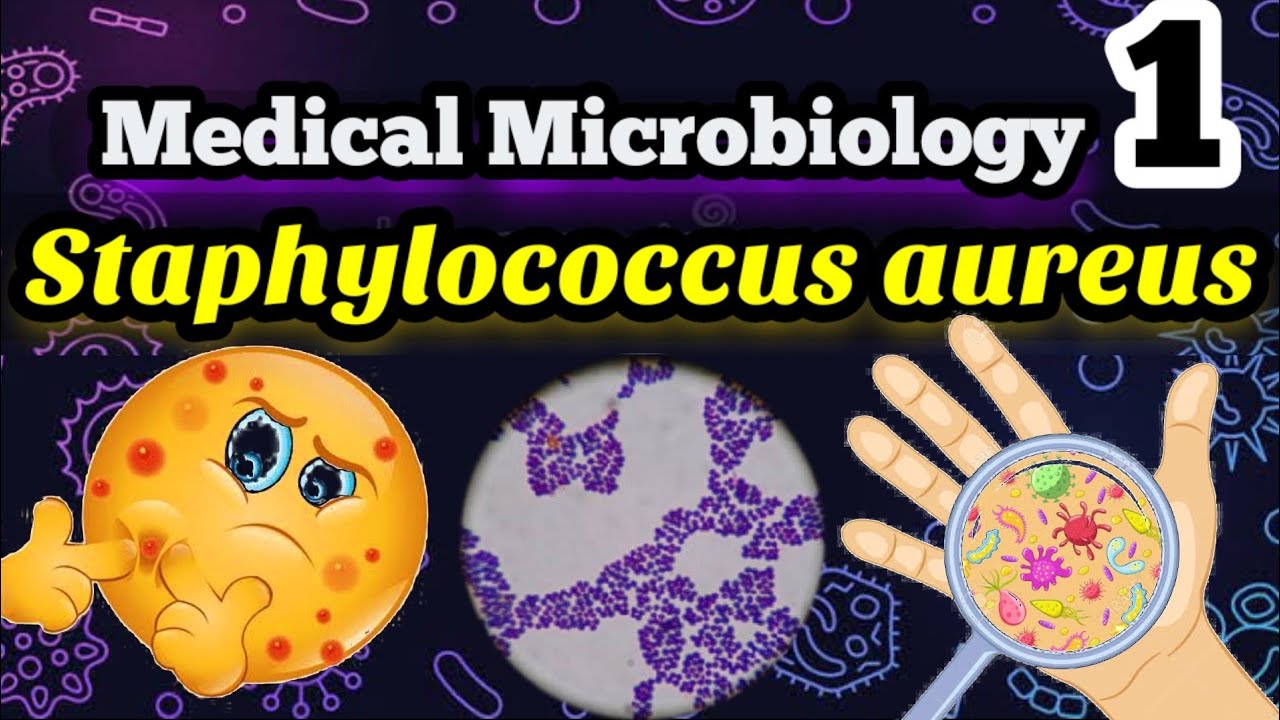 Staphylococcus aureus شرح بالعربي ميكروبيولوجي البكتيريا المسببه لالتهابات البروستاتا وحبوب الوجه