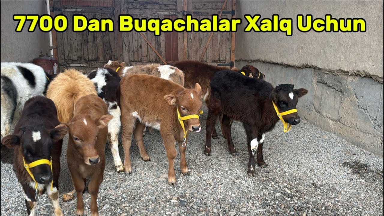 🥇7700 Dan Boshlab Arzon Buqachalar Sotuvda💥