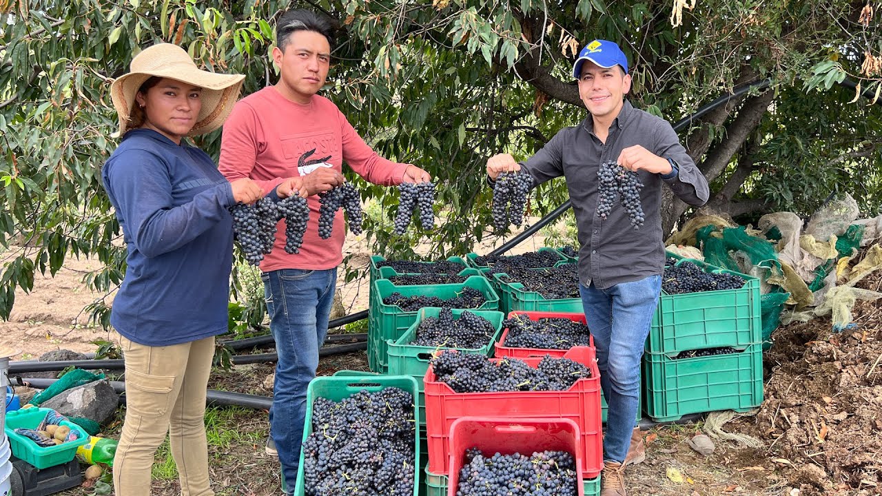 Viñedos en las faldas del volcán Popocatépetl | Vendimia y Elaboración de vino