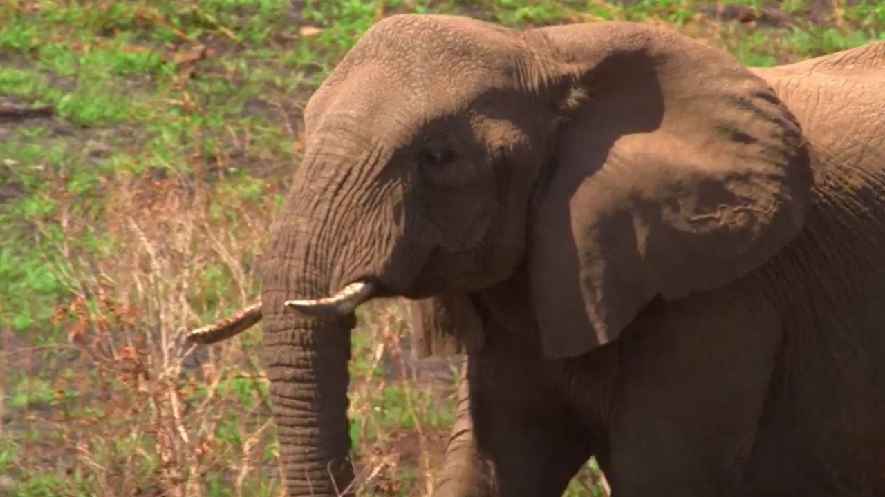 Untamed Africa | The Highlights of Africa
