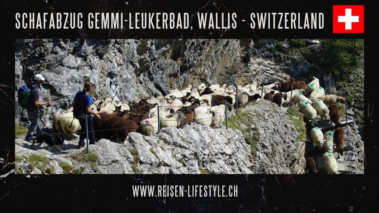 Schweiz - Leukerbad - Alpabzug der Schafe von der Gemmi nach Leukerbad - reisen-lifestyle.ch