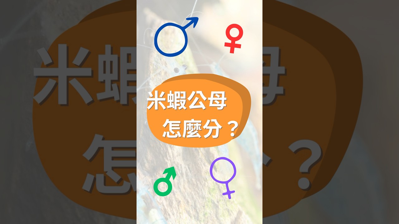 【羽兒水族記】Ep.3 米蝦公母怎麼分