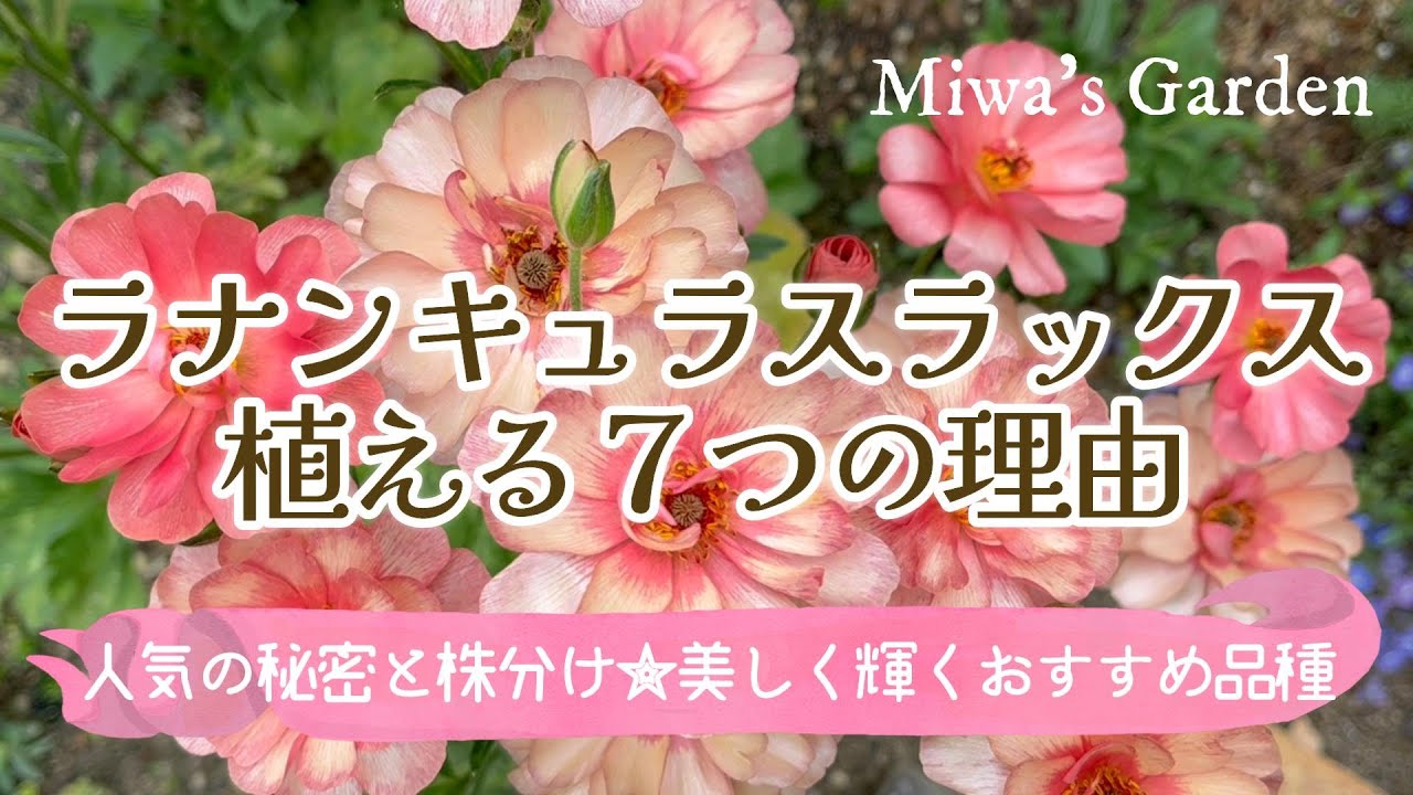 【ガーデニング🌺ラナンキュラスラックスおすすめ品種と簡単★株分け】まるで花束！植えっぱなしでどんどん増える＊おすすめ品種でおしゃれな春庭づくり