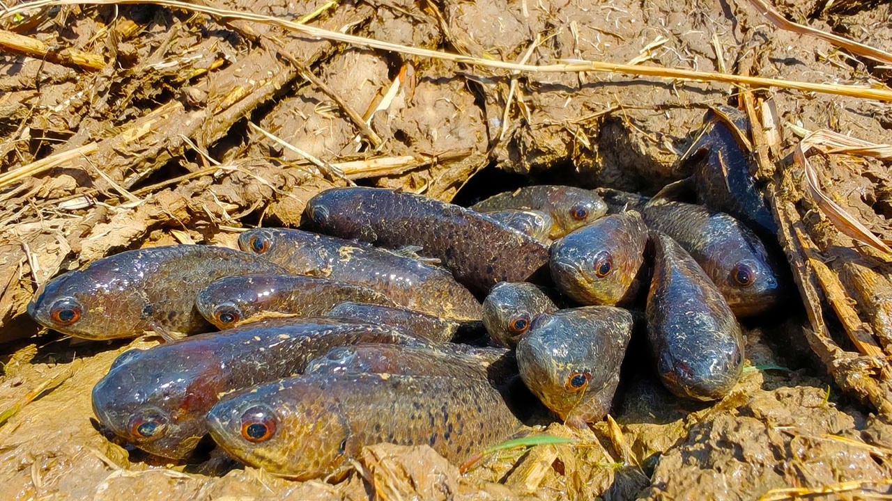 amazing fishing! skills catch a lot of fish and pick duck eggs in the field after the rain