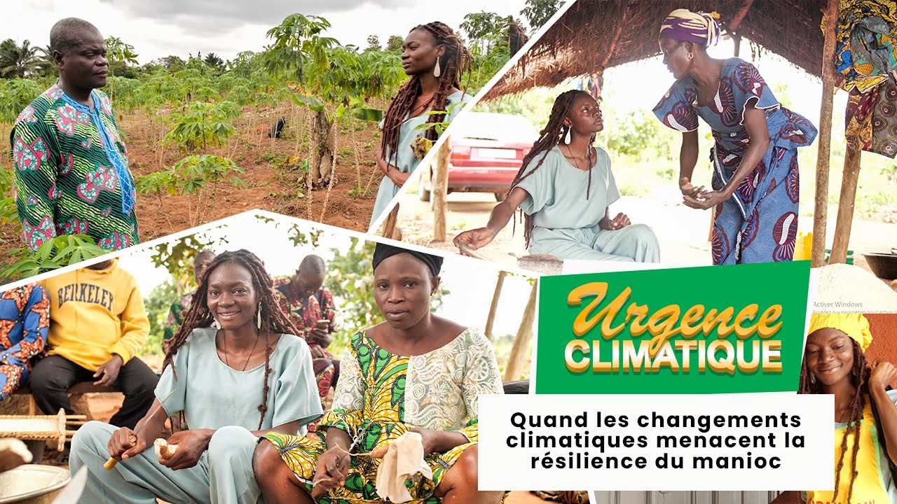 Urgence Climatique : Le Manioc, de la racine au pain et ses défis climatiques #cop30 #belem2025