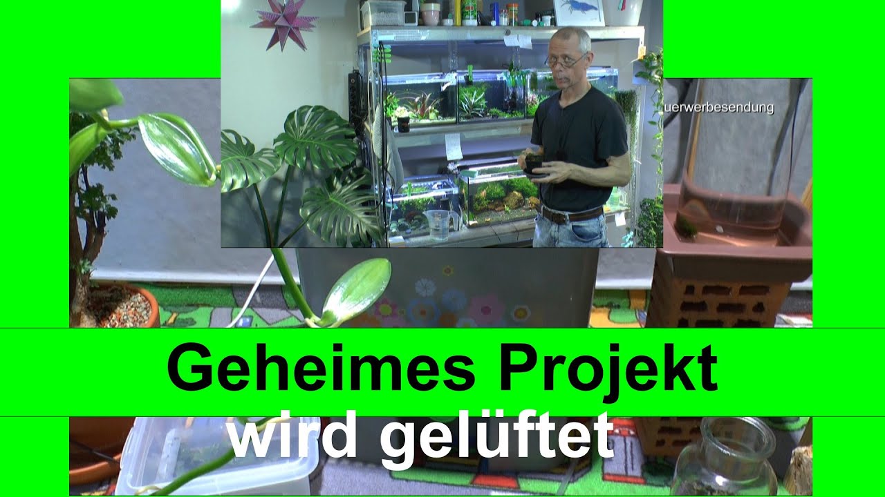 Pflanze für das Aquarium im Test Start und Überblick aus dem Aquariumzimmer Aquabotanika
