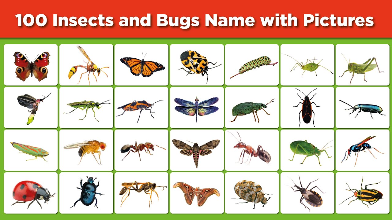 100 insects and Bugs Name and picture in English II Beetles, Bugs, Butterfly  II Insects vocabulary