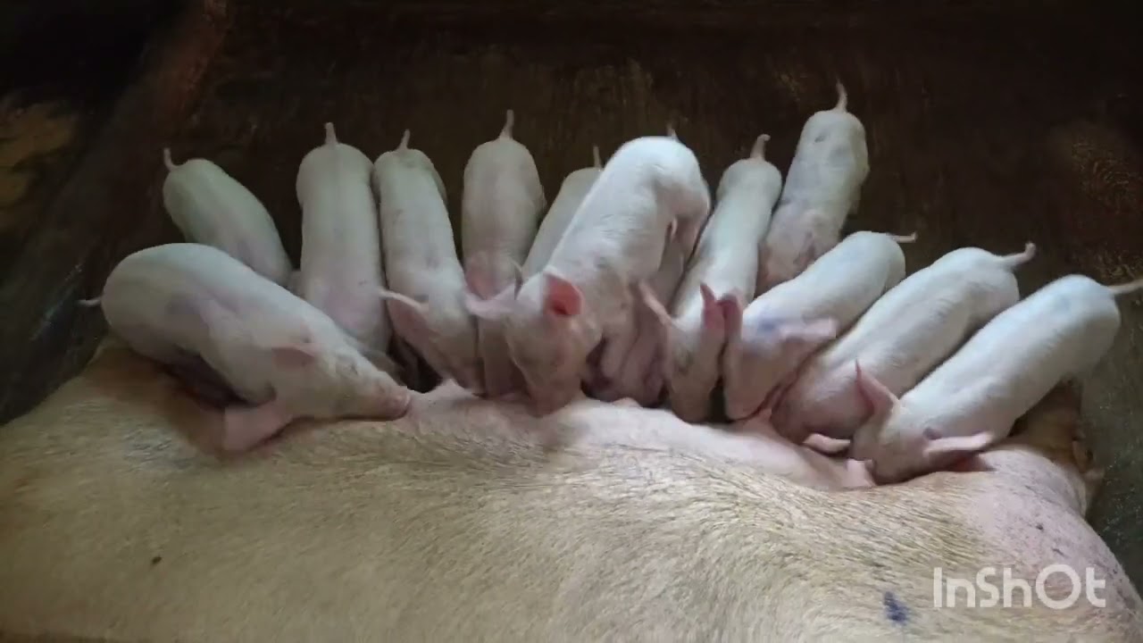 My 13 Little piglets..