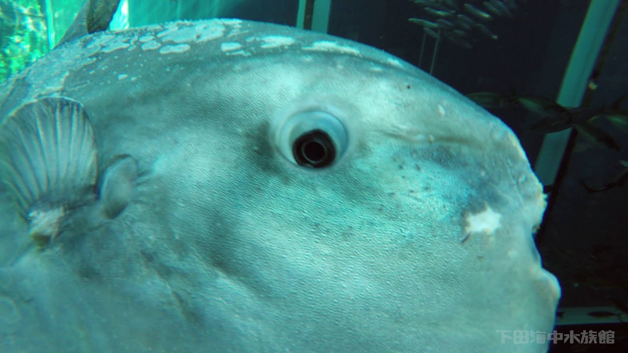マンボウと一緒に泳いでじっくり観察！