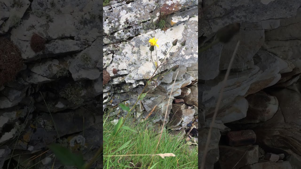 Hieracium reayense Sandside