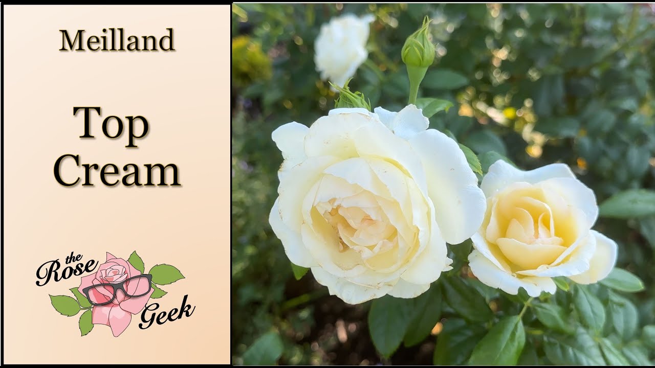 🌹 Top Cream / Meilland White Rose / Hybrid Tea / Camille Claudel &reg; / MEIroguste