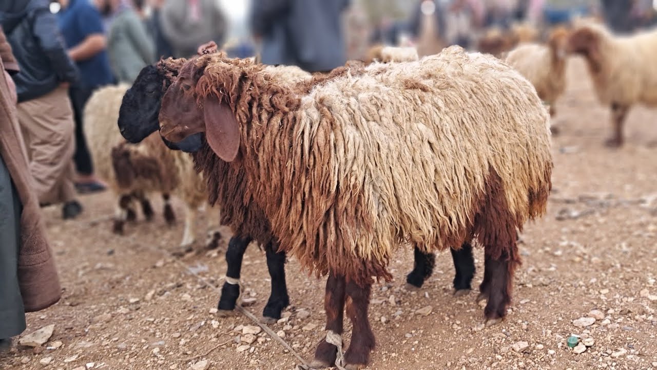 سوق جنديرس يوم الأحد/ 17/ 11/ 2024/ خروف رباطة/ جدي رباطة/ خروف لحم/ فطيمة رباطة/ فطيمة مجنوي