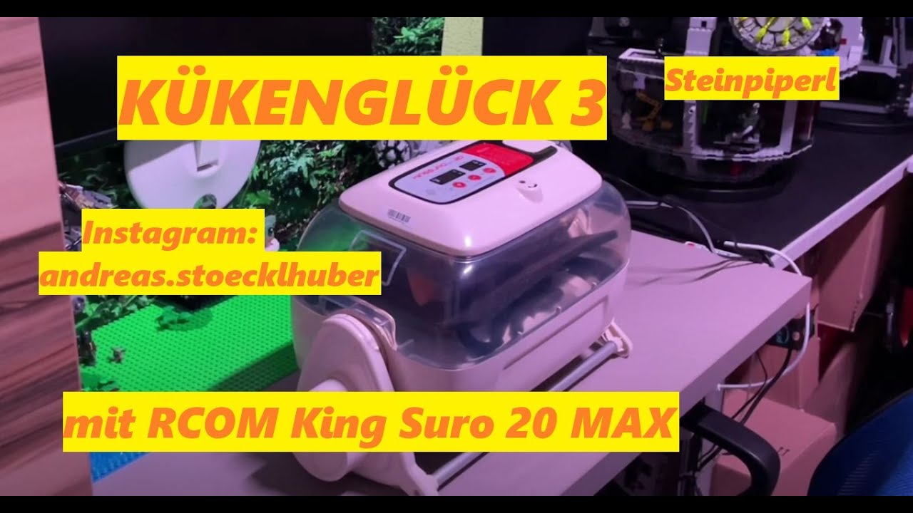 Kükenglück 3 Steinpiperl Kunstbrut mit RCOM KING SURO 20 MAX inkl. Warnung Bruteierkauf! 04/21