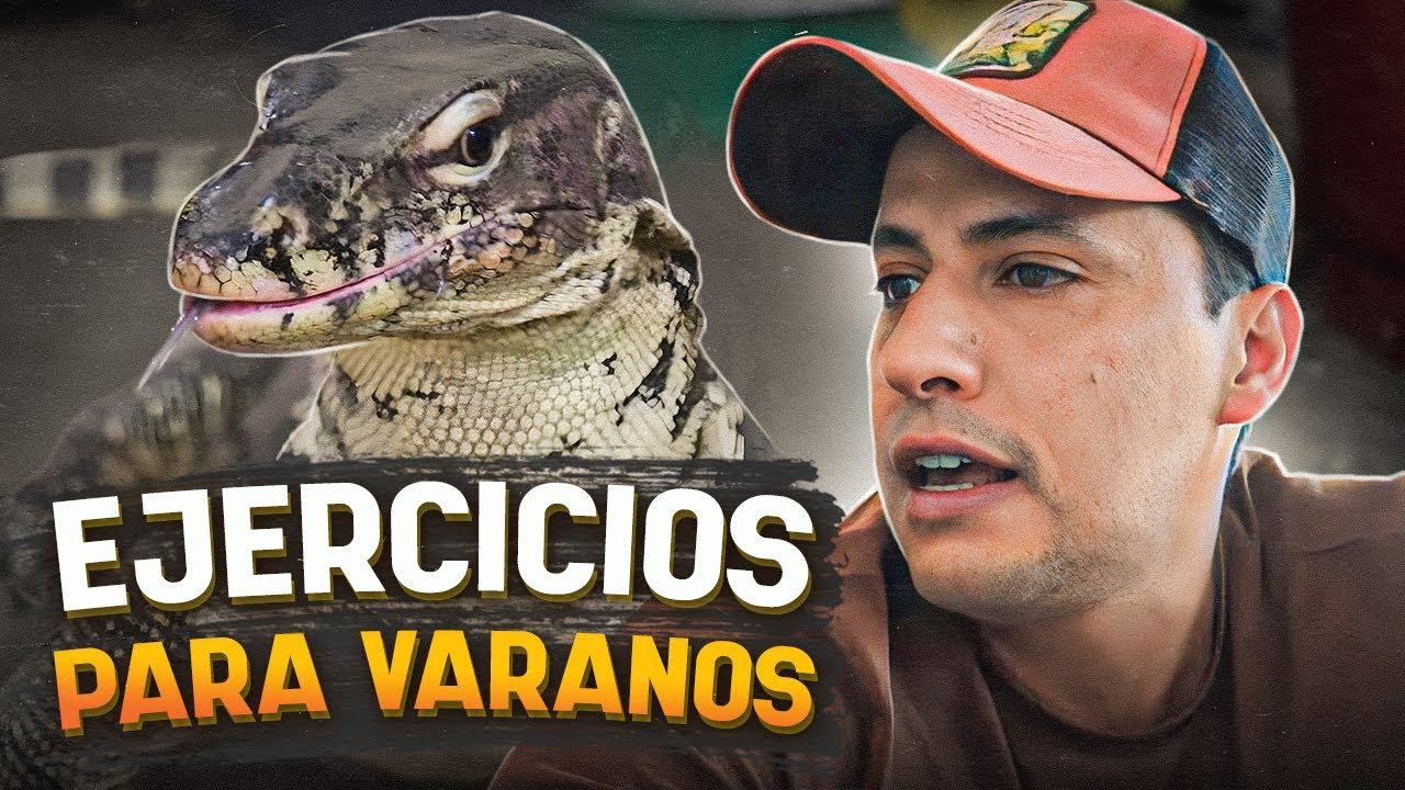 Ejercitar a mis Varanos NO siempre SALE BIEN