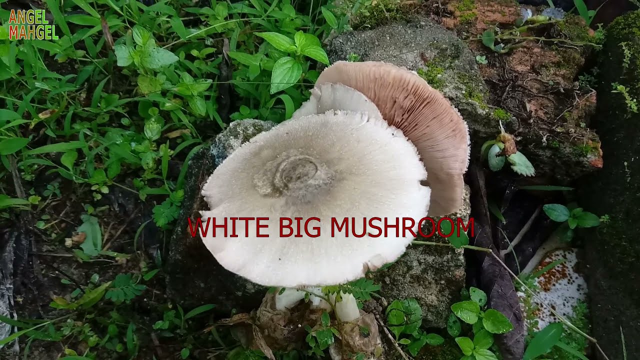 Mushroom In The Garden / Mga Kabute   || AngelMahgel