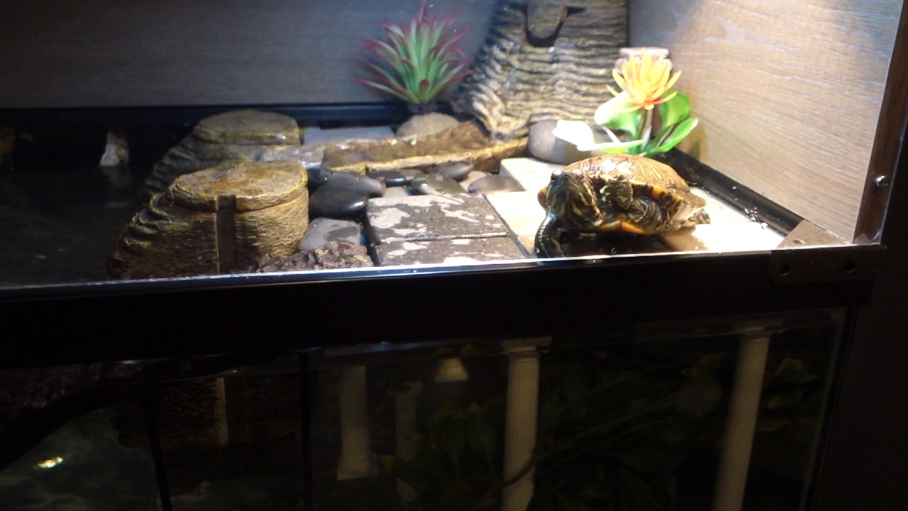Tetrafauna Viquarium Turtle Tank Setup UPDATE
