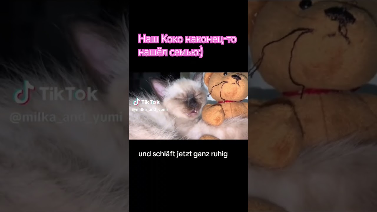 Наш Коко наконец-то нашел семью :) #cat #милота ￼