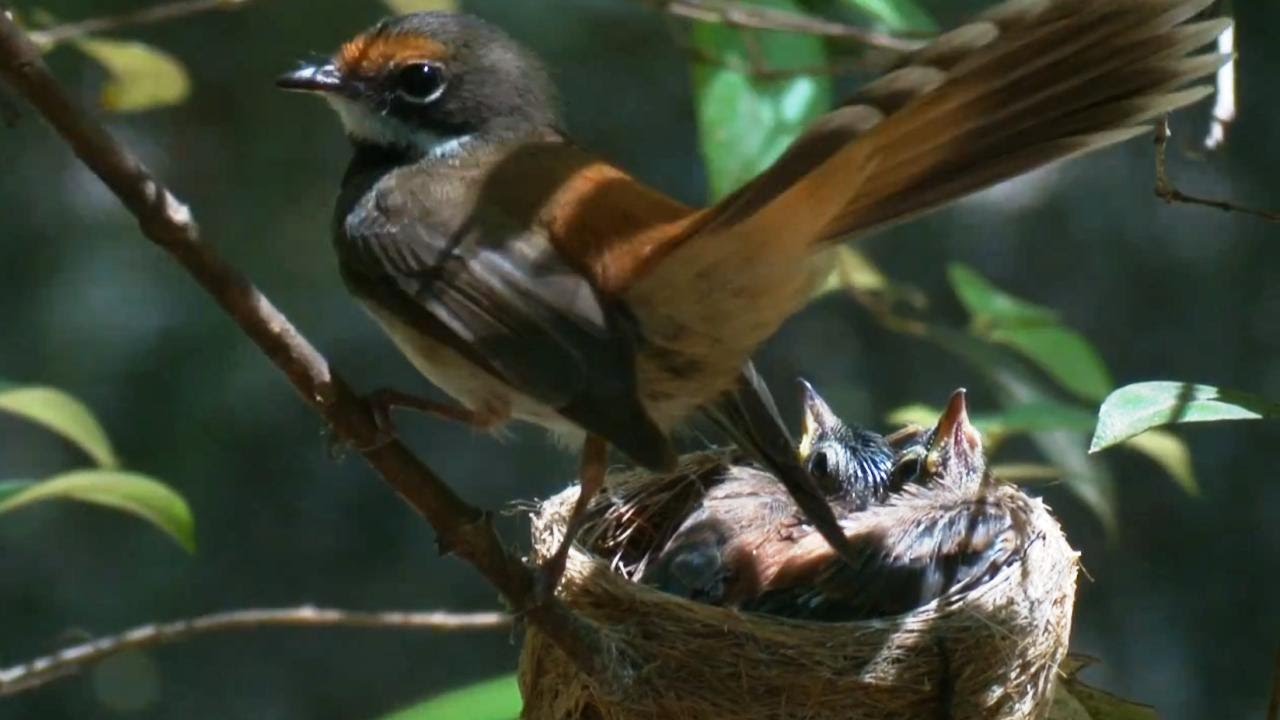 The story of a little Fantail