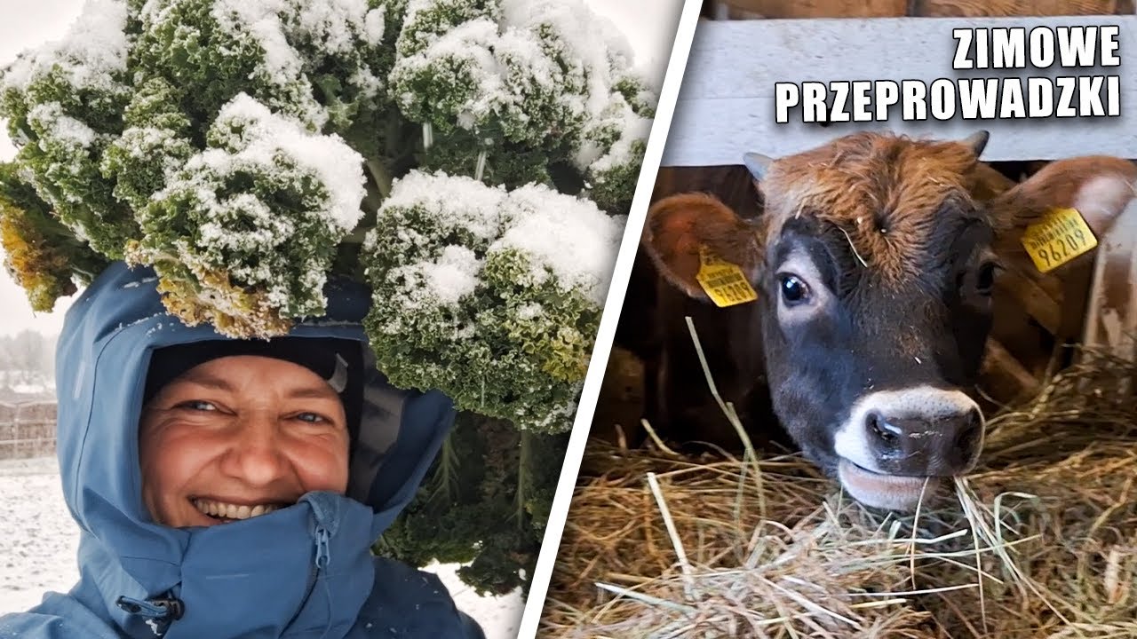 Zimowe przeprowadzki 🌨