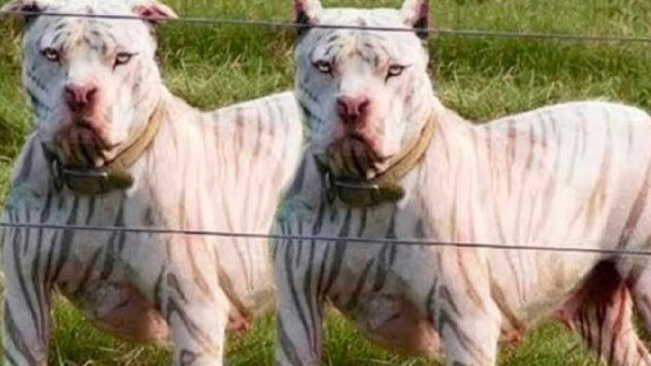 I 7 Cani Bianchi Più Belli Del Mondo