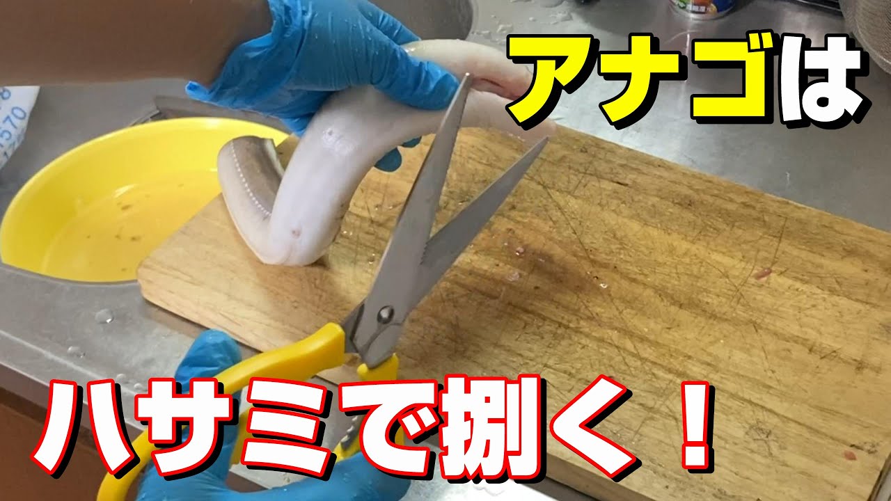 アナゴって実は簡単に捌ける高級魚！見分け方や持ち帰り方も解説【69釣目】