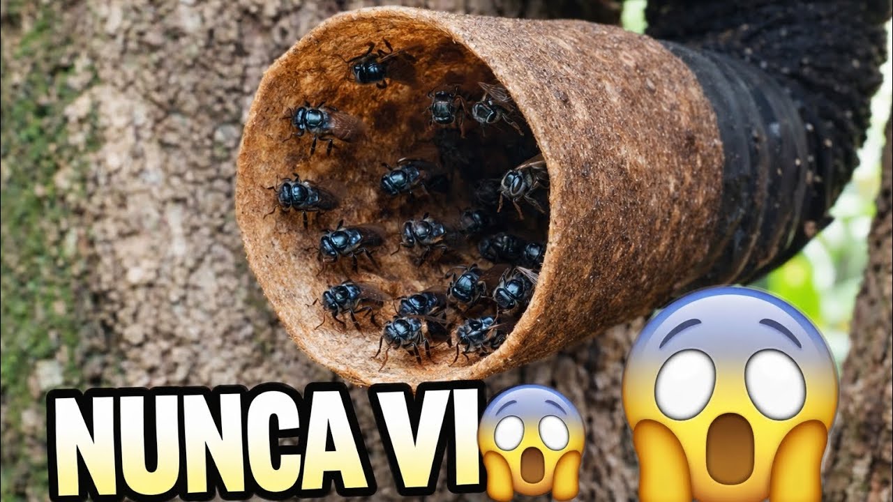 Nova Entrada de Isca PET: Resultados Práticos na Captura de Abelhas Sem Ferrão Método Alternativo😱🐝
