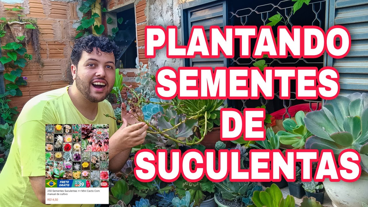 vamos plantar sementes de suculentas?