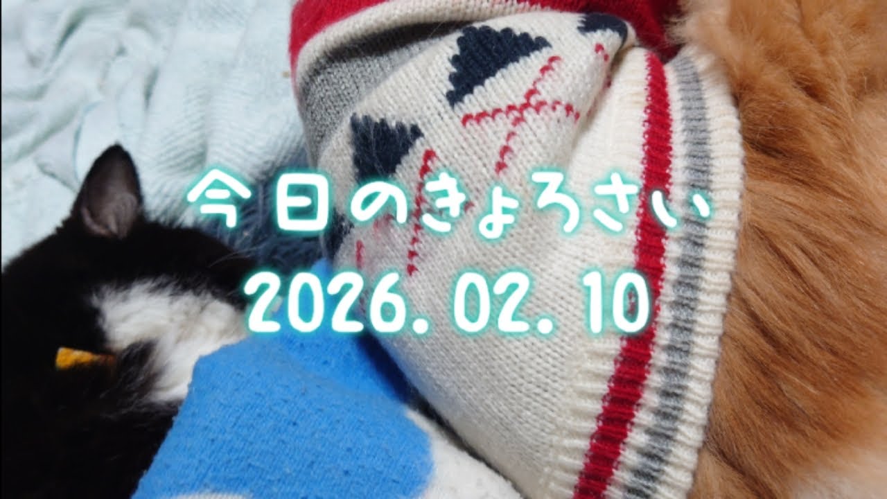 今日のきょろさい 2026.02.10