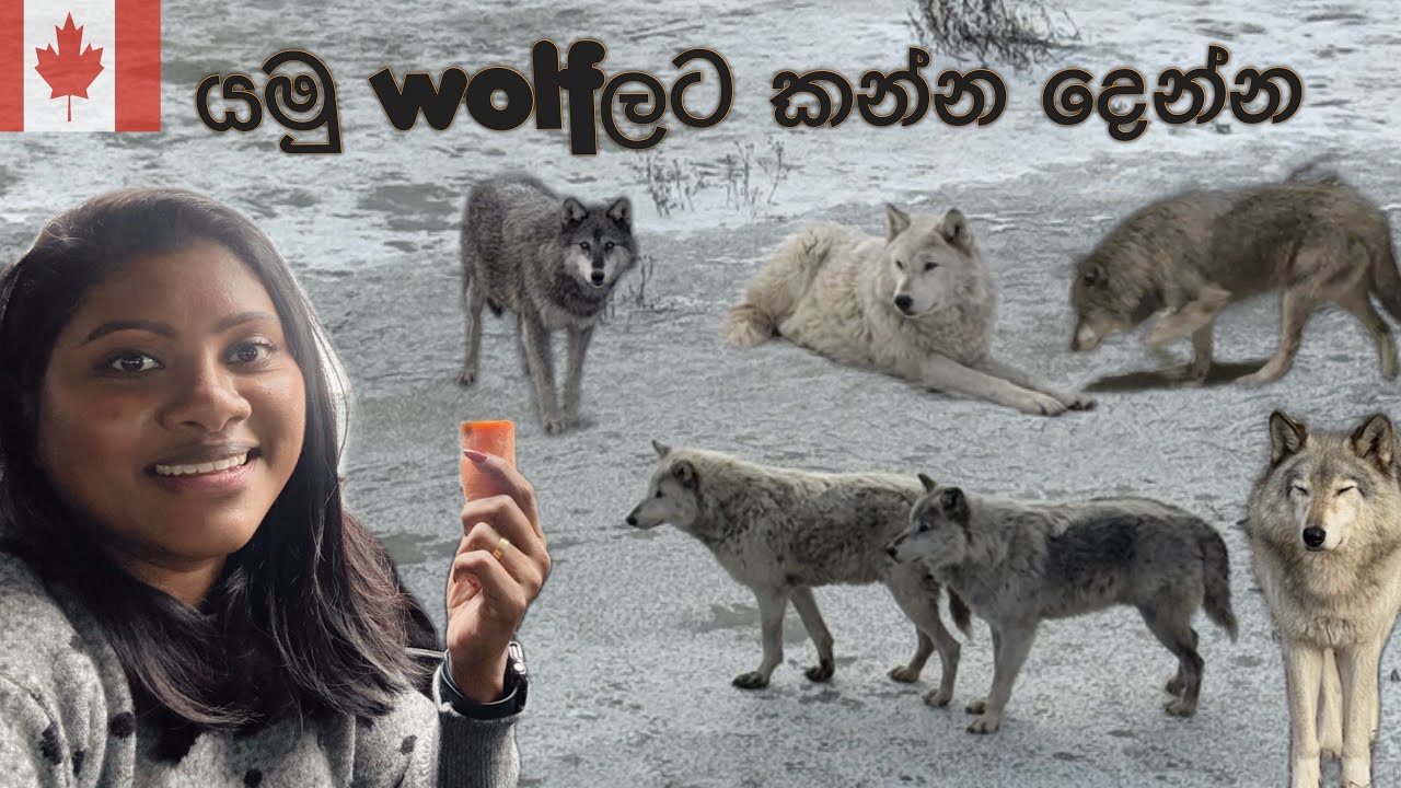 යමු wolfලට කන්න දෙන්න| wolf කෙනෙක් වෙන එකත් ලේසි නැ| wolf feeding in parc omega| සිංහල | English |🇨🇦