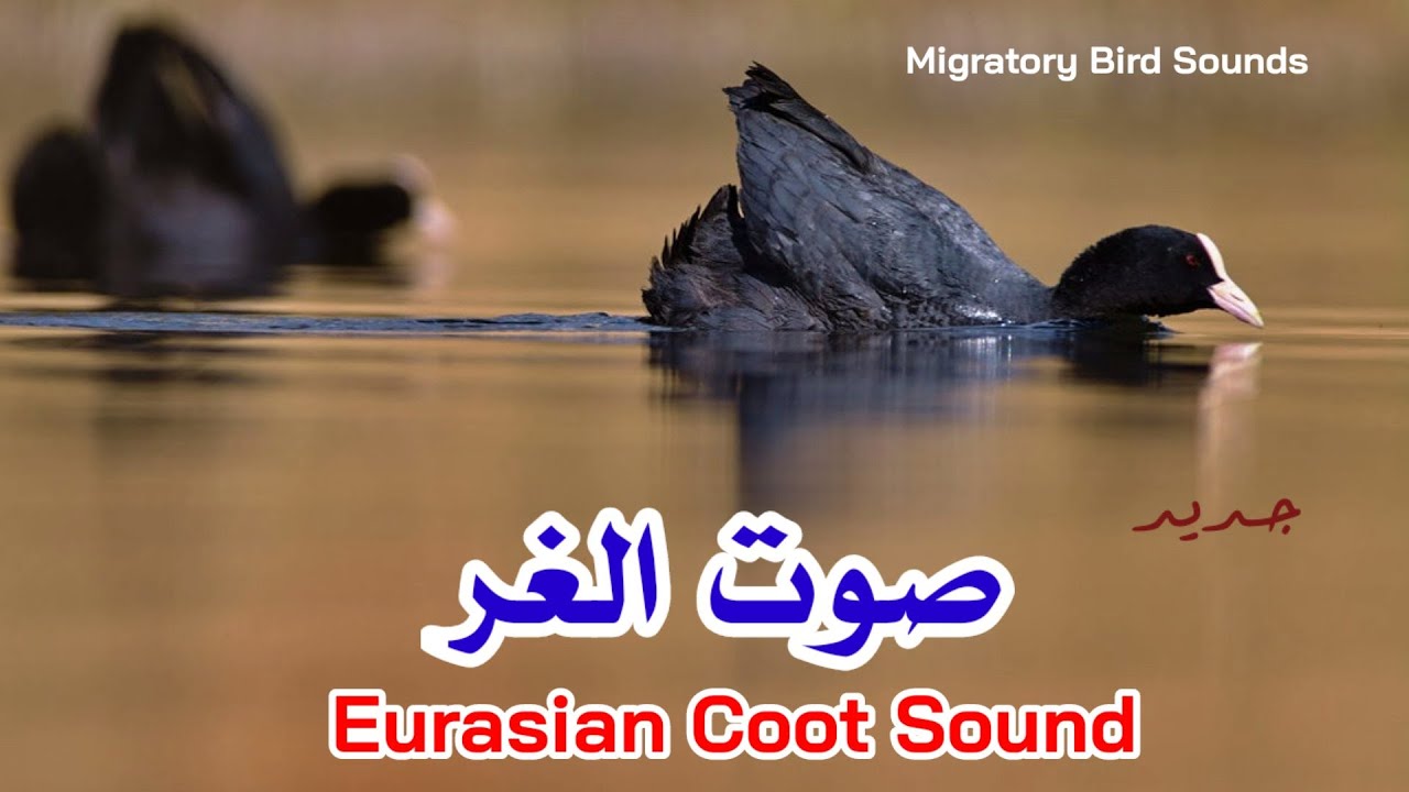 صوت جديد للغر ...|| Eurasian Coot Sound