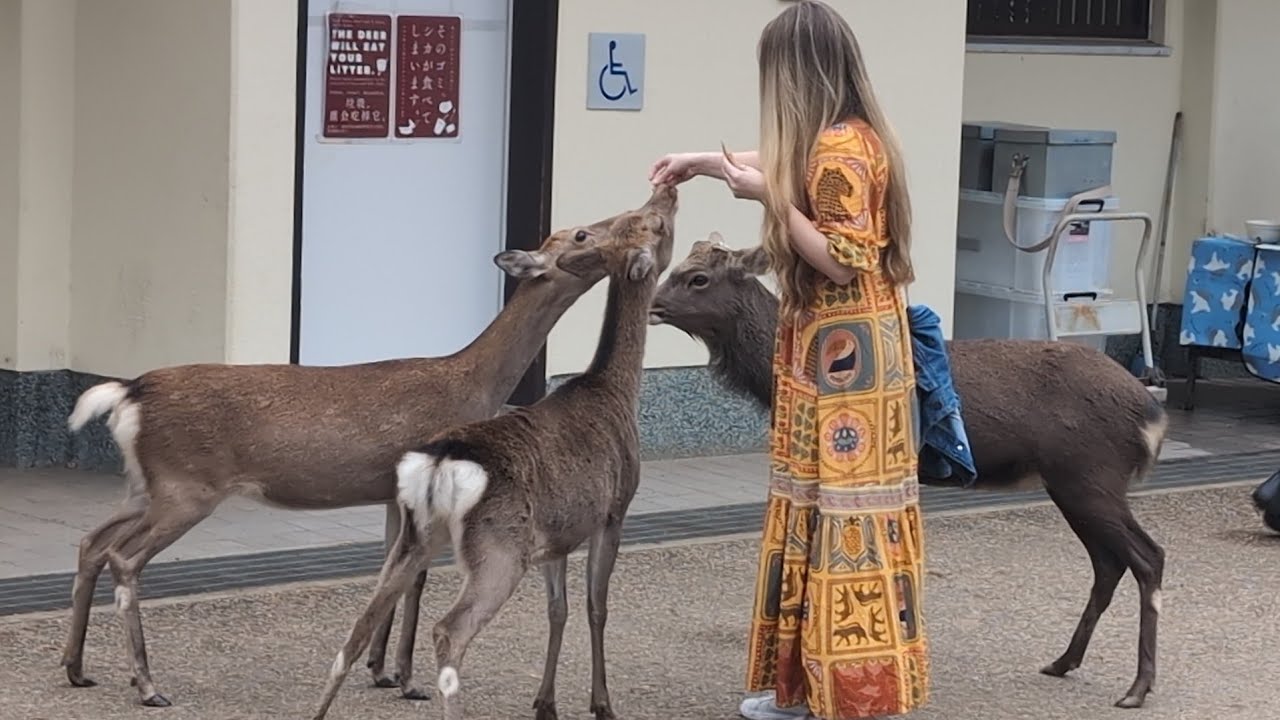 奈良の鹿に攻められるも笑顔で可愛いがる外国人観光客がステキ💖🫎