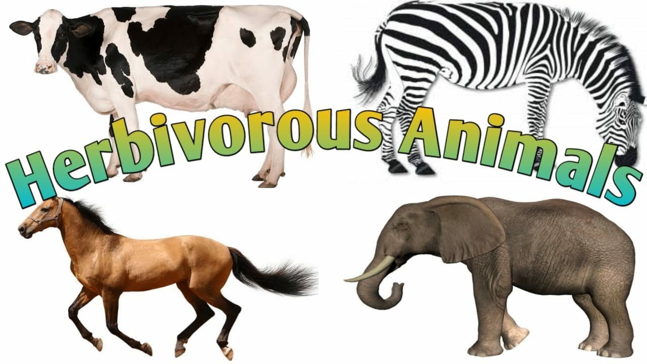 Learn 10 Herbivorous Animals Name In English| Ten Herbivorous Animals For Kids| Animals Name