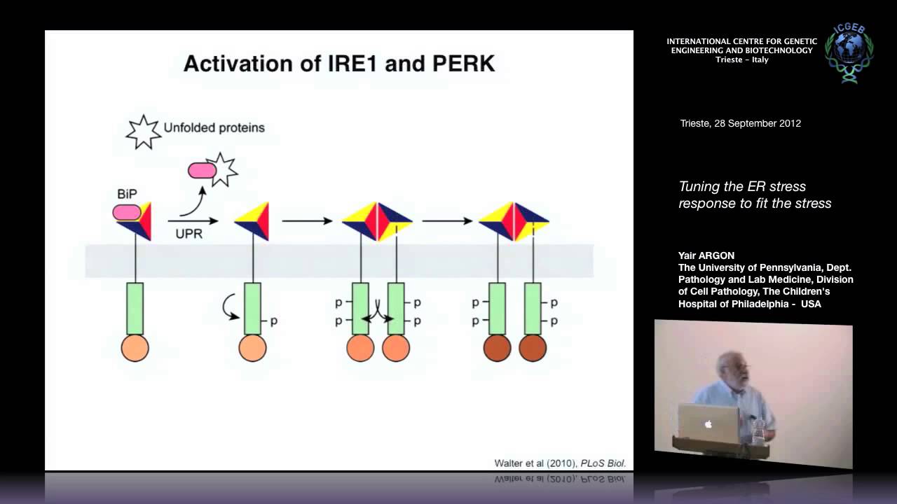 Y. Argon - Tuning the ER stress response to fit the stress