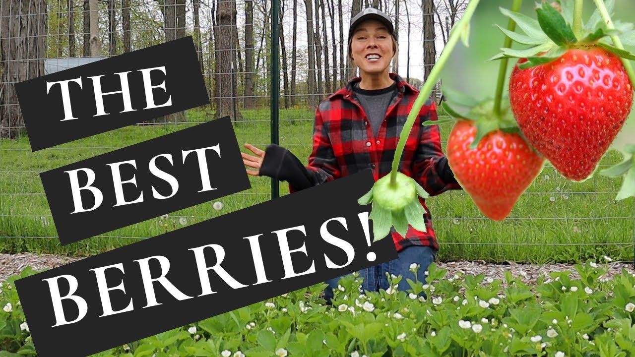 How to Plant and Care for Strawberries + The BEST Tasting Variety!