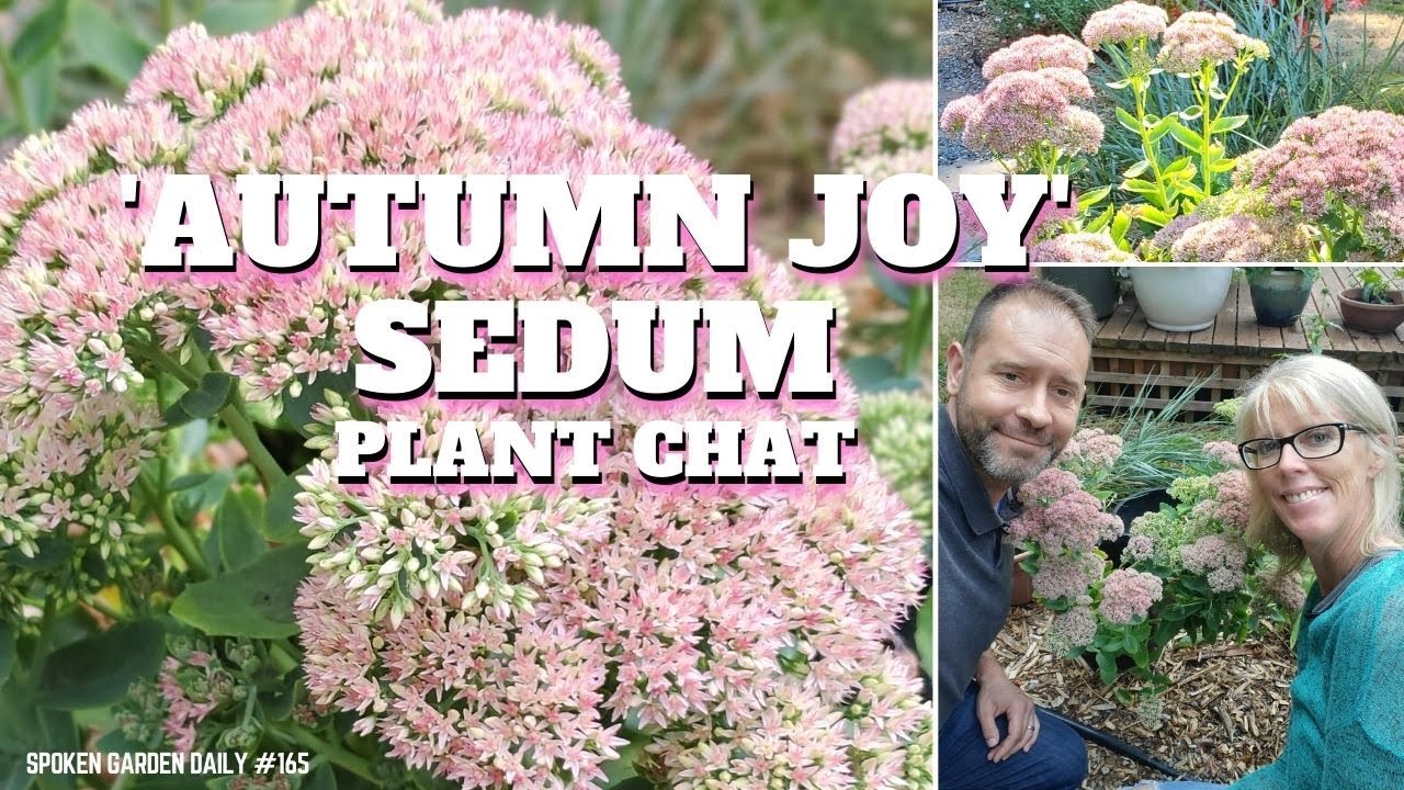 🍁😃 'Autumn Joy' Sedum Plant Chat - SGD 165 🍁😃