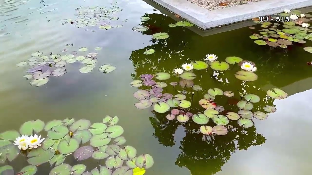 Lankaran springs hotel 10 05 2023